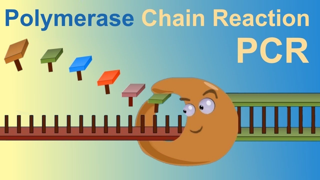 Giải đáp PCR là gì?